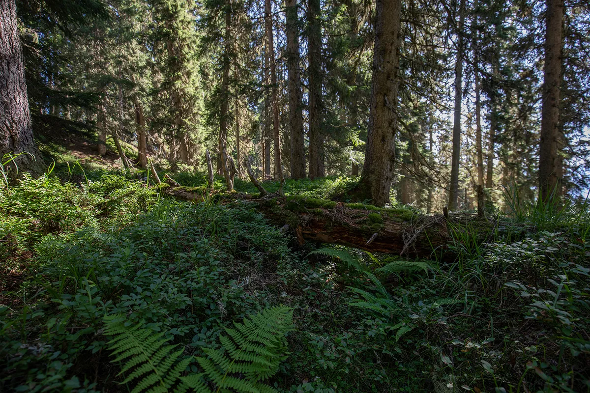 Mystischer Wald In Zell Am See Schmitten At