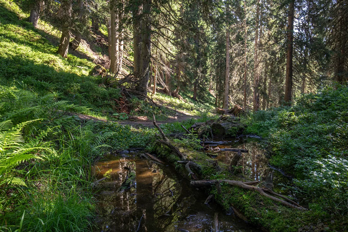 Mystischer Wald In Zell Am See Schmitten At